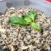 recette de quinotto aux champignons